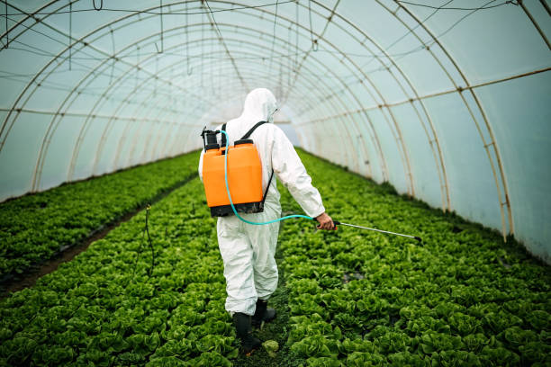 Best Ant Control Services  in Thoreau, NM