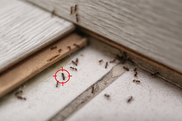 Best Affordable Pest Control Services  in Thoreau, NM