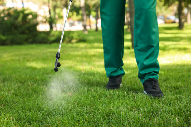 Best Flea Control Services  in Thoreau, NM