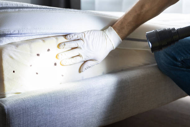 Best Termite Control Services  in Thoreau, NM