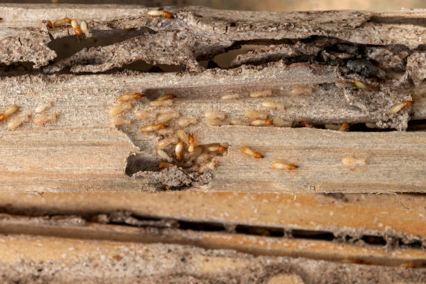 Reliable Thoreau, NM Pest Control Solutions