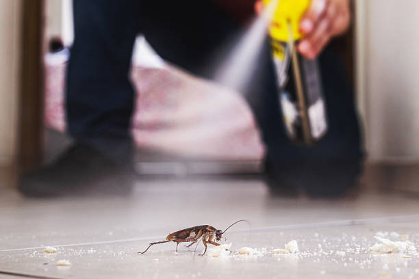 Best Affordable Pest Control Services  in Thoreau, NM