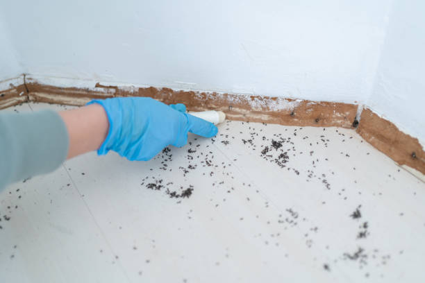 Best Pest Control Near Me  in Thoreau, NM